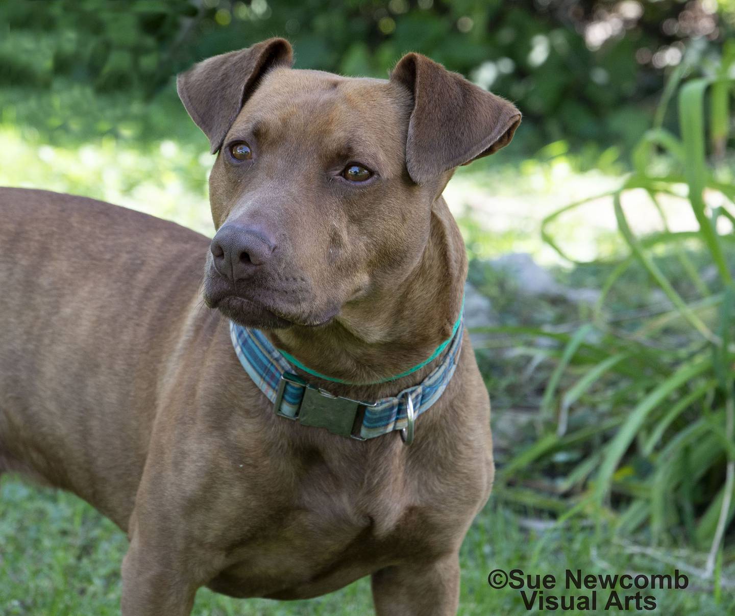 Leo is an American Staffordshire terrier/dachshund mix who is happy and goofy, He is people-friendly and likes other dogs, too. Leo needs an owner to help him with leash training and manners. Contact the Will County Humane Society at willcountyhumane.com and follow the instructions for the adoption process.