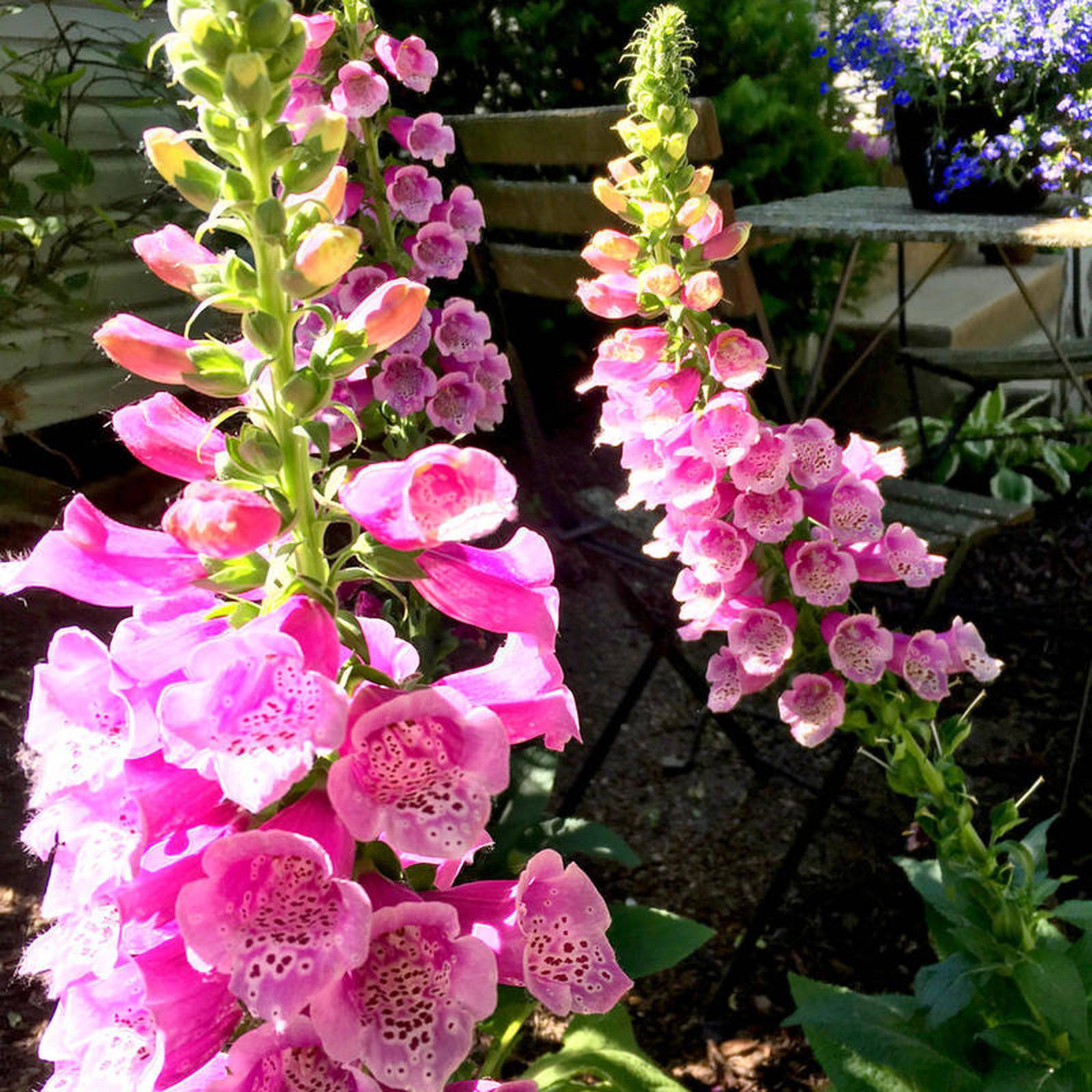Learning to Grow: Foxgloves bring welcome dose of old-fashioned whimsy ...