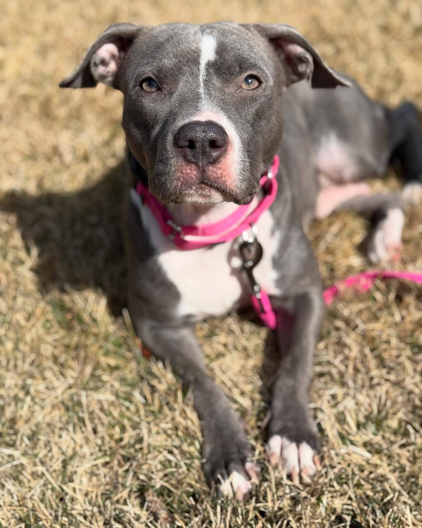 Penny is a 3-year-old, 40-pound terrier mix that was rescued from a local animal control to save her life. She is ready for a loving home and a second chance. She is laid-back, friendly and sweet. She does well with other dogs and children and should make a terrific family dog. To meet Penny, email Dogadoption@nawsus.org. Visit nawsus.org.
