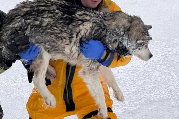 Firefighters rescue husky who fell through ice near St. Charles