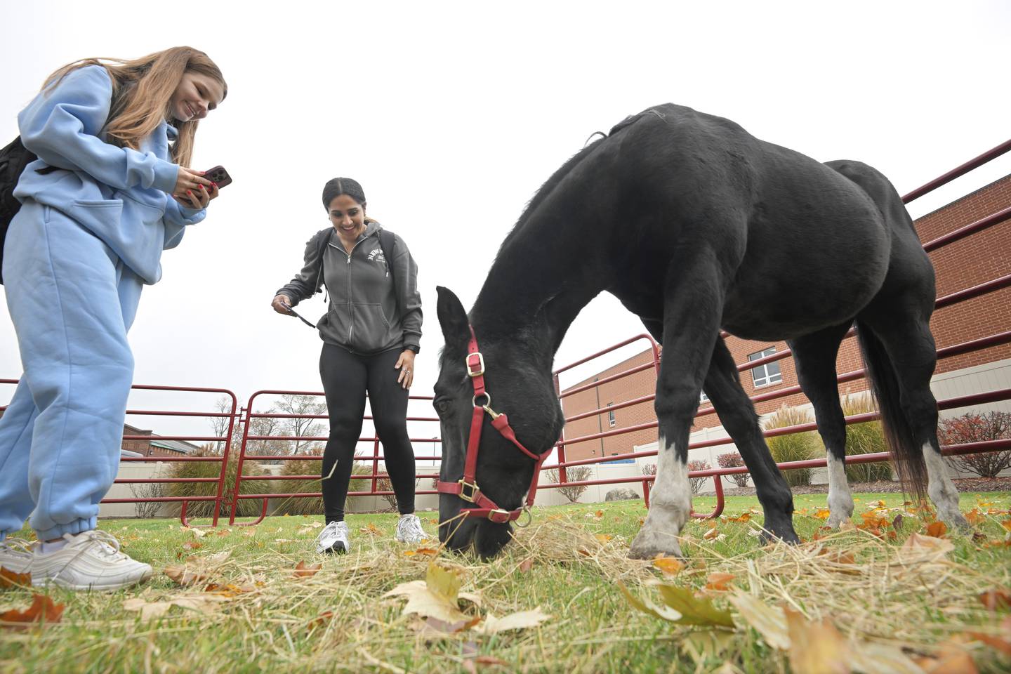 Students Andriana Vishka, left, and Jennifer Paul, of Romeoville, spend time with Ned, a 24-year old horse from Mane Trail Stables, an equine-assisted therapy and learning center, at Benedictine University in Lisle. The university is offering an Intro to Animal Therapy course in the spring and brought horses Thursday to generate interest in the course.