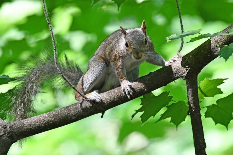 The Forest Preserve District of Will County’s mid-September programming will feature paddling, bike recycling, a bird hike and a squirrel program for kids.
