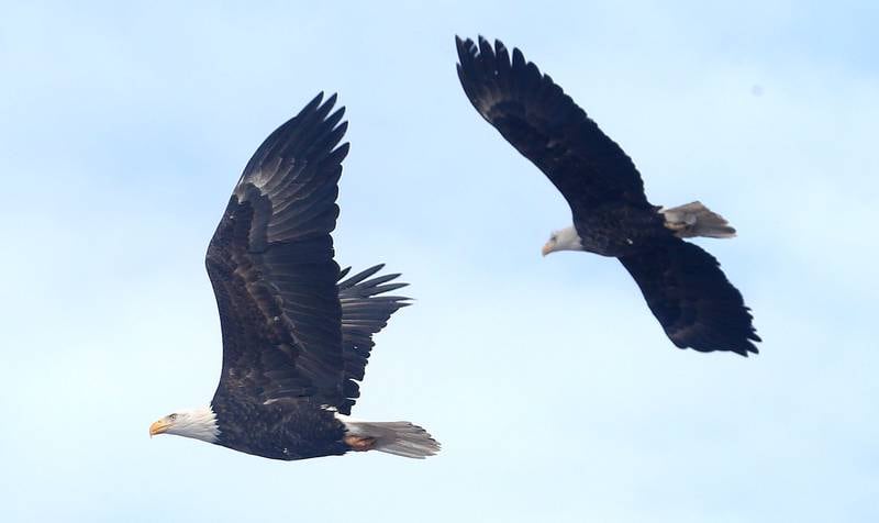 A pair of bald eagles fly through the air over Lock 19 on the Hennepin Canal on Wednesday, Jan. 15, 2025 near Wyanet. About a 300 foot stretch of the canal remains unfrozen in that area allowing the eagles to have a healthy habitat.