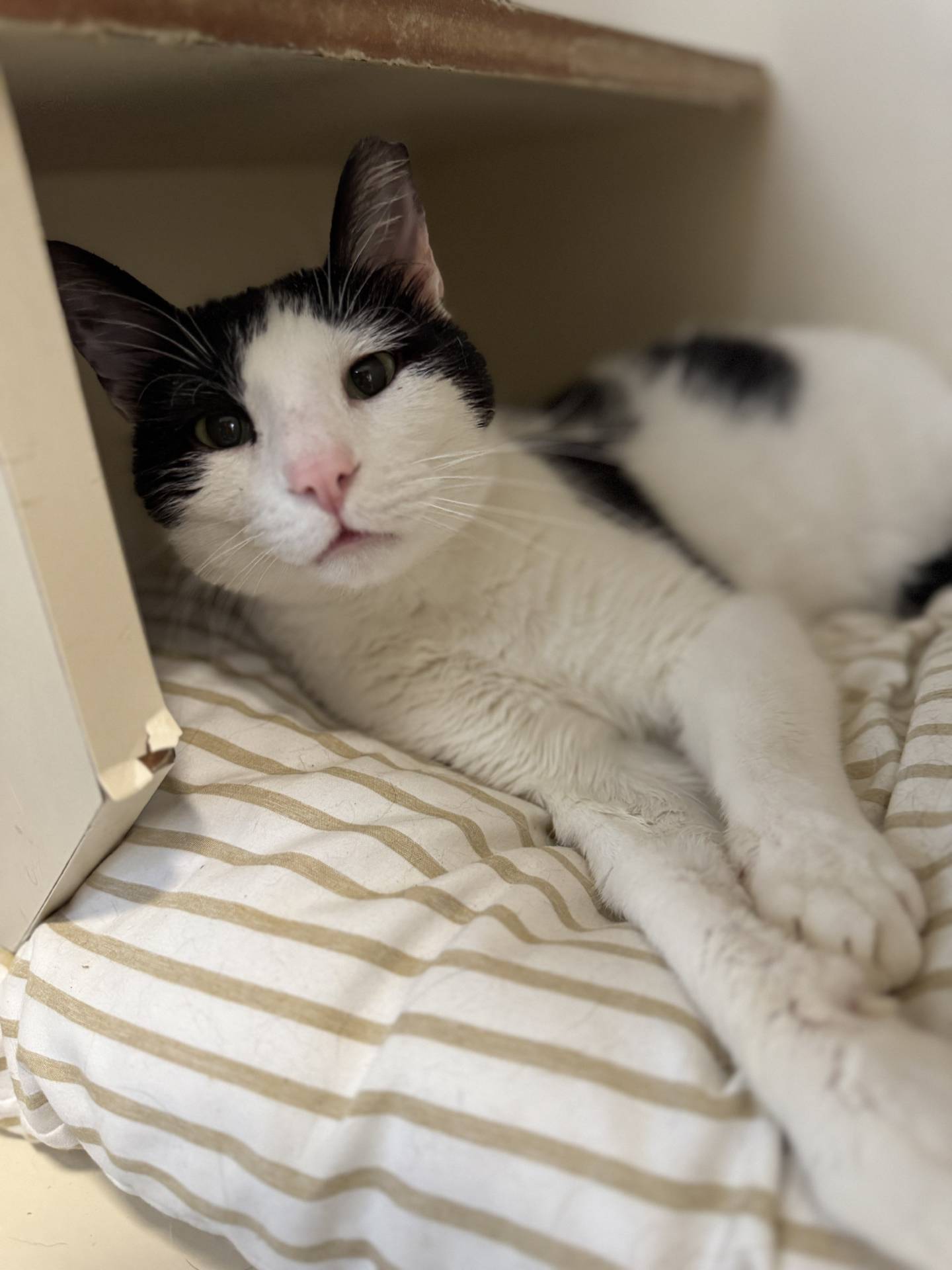 Six-year-old Romantic Romeo is gentle and loving, He was adopted and returned several months later, even though he’s a volunteer favorite. He enjoys other cats and spends his playtime socializing. He likes curling up on a good window ledge to watch birds. But he is a younger cat at heart and can play and explore for hours. To meet Romantic Romeo, email Catadoptions@nawsus.org. Visit nawsus.org.