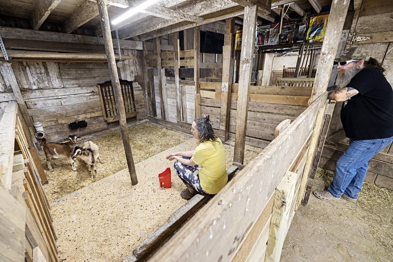 “To be able to make a difference in a critically endangered breed,” is how Abby Sweeney explained the decision to bring the rare Arapawa goats to their Sterling farm. The couple hopes to be able to breed and donate the goats to zoos.
