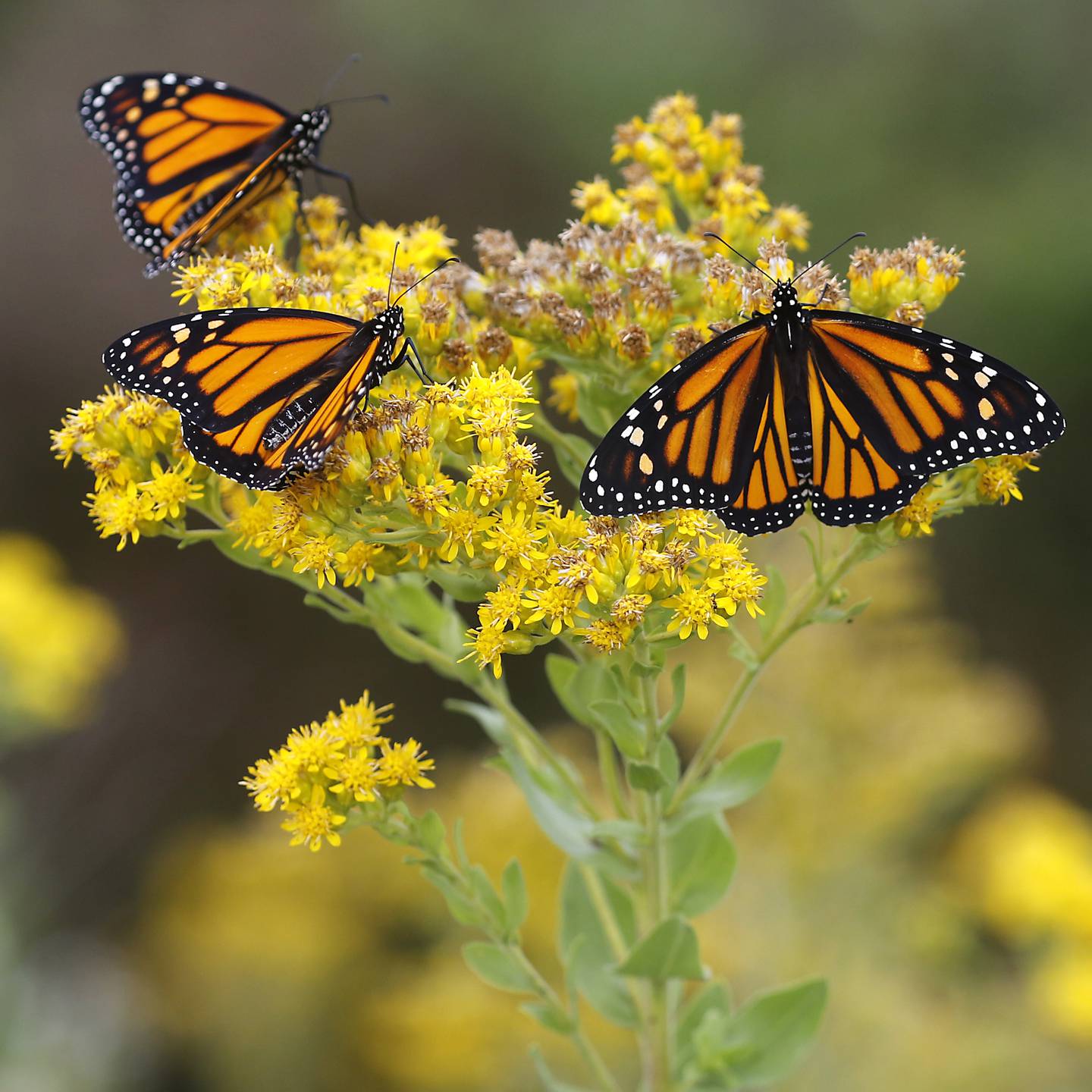 Monarch butterflies wait to take flight after Gerriann Gerritsen released the butterfly that she raised Wednesday, Sept. 20, 2023, at the McHenry County Conservation District's Pleasant Valley near Woodstock.