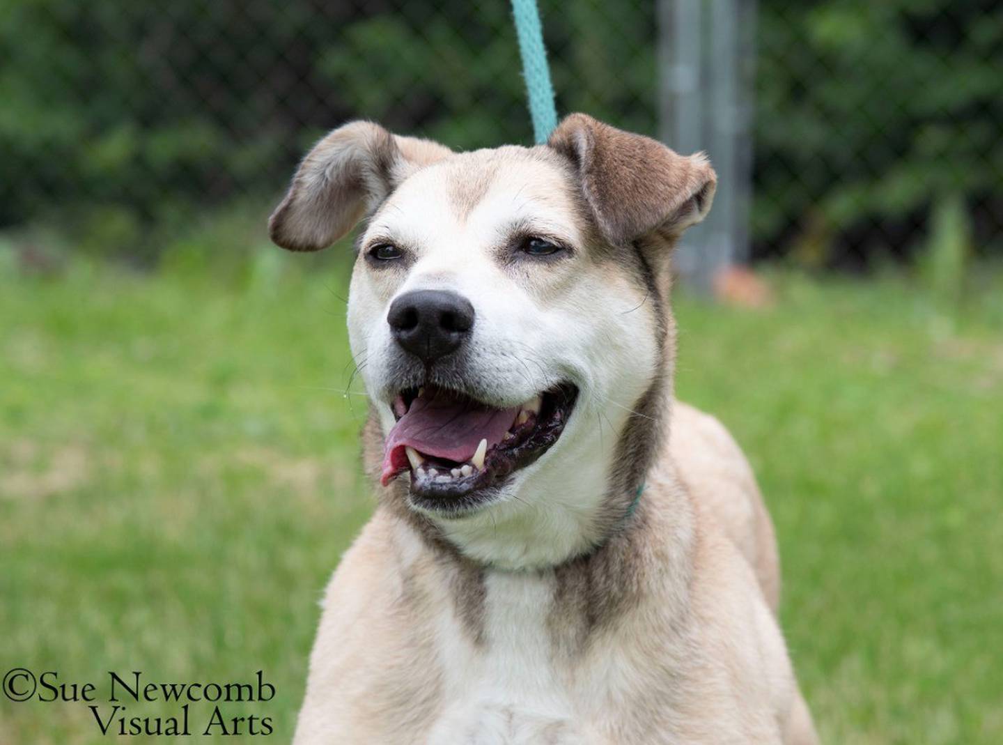 Lady is a spunky 10-year-old shepherd mix that was surrendered after her owner died. She loves to go outside to explore and get attention from staff and volunteers. She needs a home without other pets. Contact the Will County Humane Society at willcountyhumane.com and follow the instructions for the adoption process.
