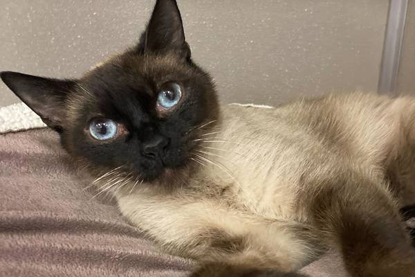 Friendly feline can’t wait to meet new family