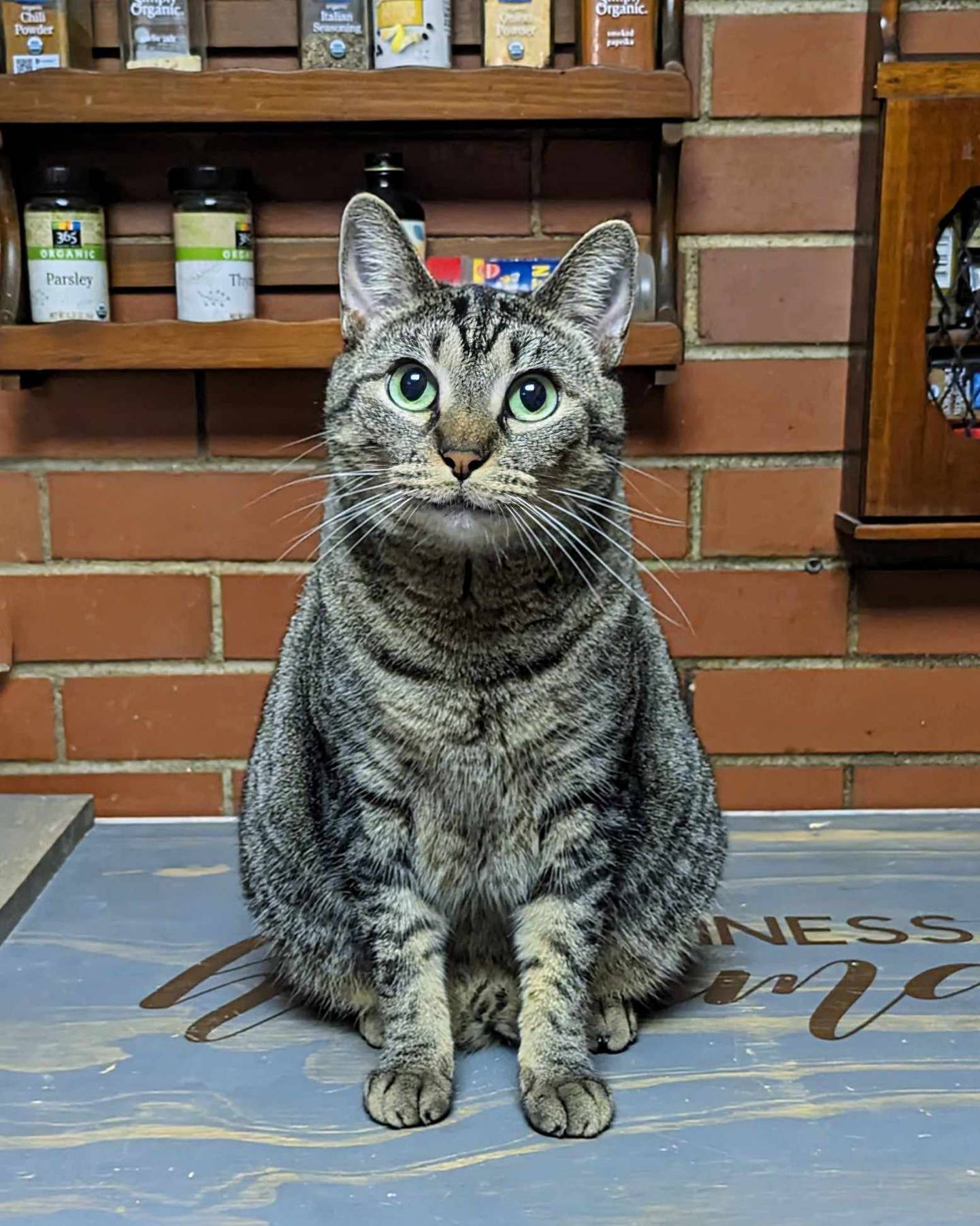 Sweet Padme loves pets, hanging out with people, cat trees, watching birds and squirrels out the window, and playing with toys – especially boxes and her kitty hamster wheel and tunnel. Padme knows her name, comes when called and greets people at the door. She does well with other cats but prefers humans. She’d make a great solo kitty and needs a home where children are ages 10 and up. To meet Padme, visit ForgetMeNotRescue.com/adoptables.