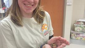 FFA students raise quail, chickens in agricultural classroom