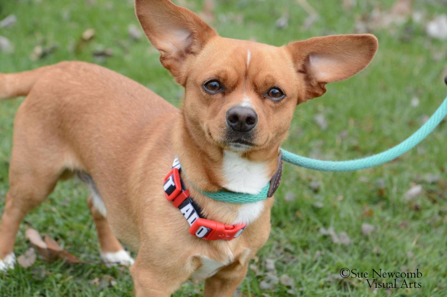 Diego is a goofy and lovable 1-year-old Chihuahua mix who loves to snuggle under blankets and go for walks. He came to the humane society after being found as a stray and no one came to claim him. He is a volunteer favorite and is always carrying something on his walks. Diego needs a home without cats or dogs. Contact the Will County Humane Society at willcountyhumane.com and follow the instructions for the adoption process.