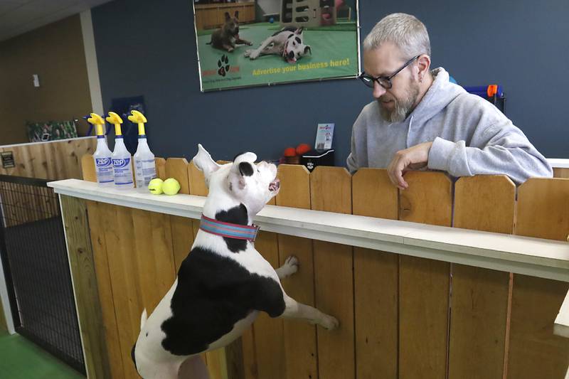 Clarabelle jumps up to greet Brian Wilson, the owner of Woof & Run, on Tuesday, April 25, 2023, at the indoor dog park and dog day care in McHenry. Woof & Run is re-opening after being closed for two weeks because of a staffing shortage.