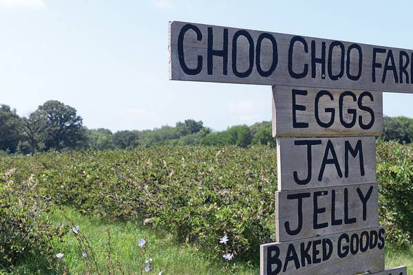 Pick your own berries at Choo Choo Farms in the Illinois Valley 
