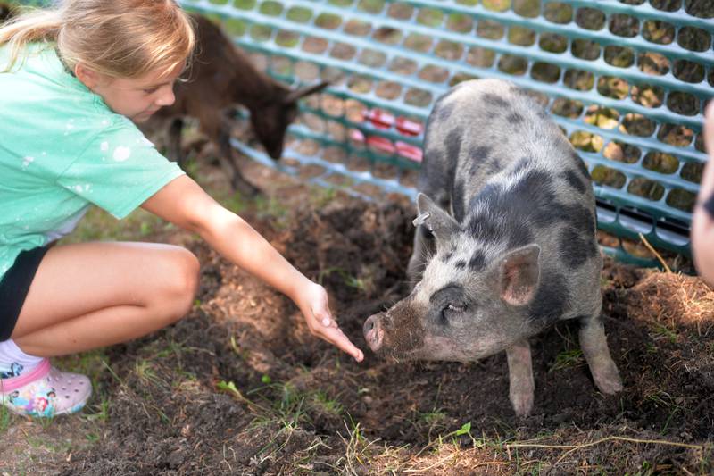 Raelynn Steele, 7,, of Freeport, reaches out to pet "Wilbur Riblet", a piglet, at the German Valley Days Petting Zoo on Saturday, July 15, 2023.