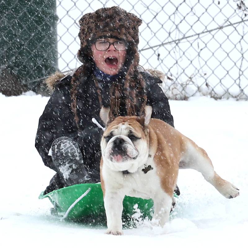 Mae Kunigonis, 9, of DeKalb, and Max the English bulldog race down the sled hill Tuesday, Jan. 9, 2024, at Hopkins Park in DeKalb. Several inches of heavy, wet snow Tuesday was a headache for some and fun for others.
