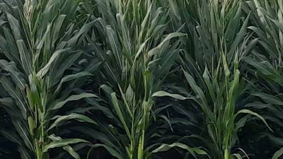 La Salle County crop and rainfall report: Baling hay, little to no rain