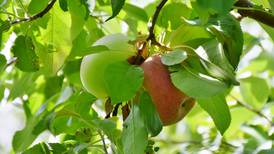 Down the Garden Path: Fruit trees have a place even in a small yard