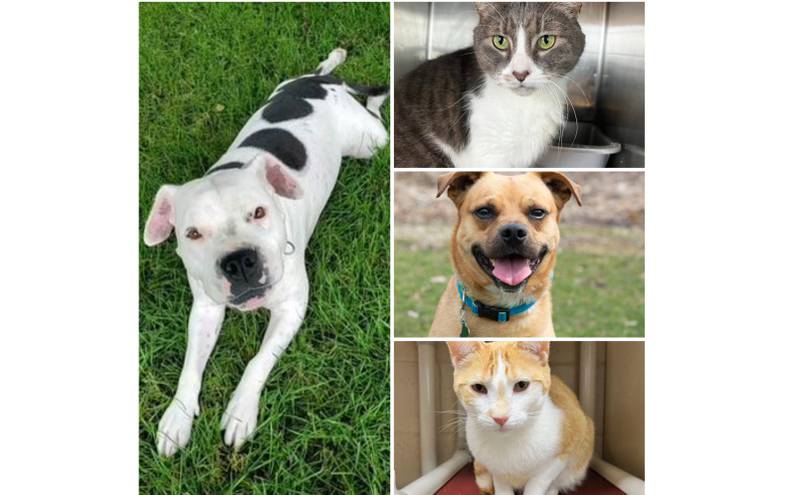 The Herald-News presents this week’s Pets of the Week. Read the description of each pet to find out about that pet, including where it can be adopted in Will County.