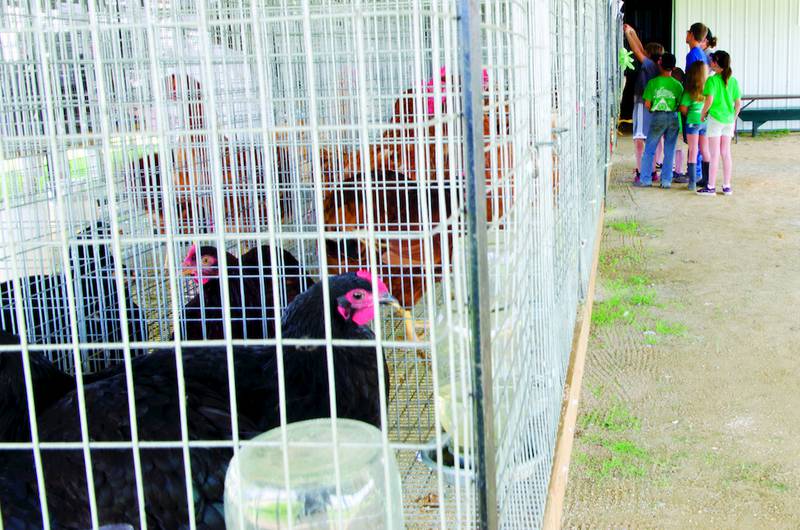 Visitors of the Lee County 4-H Fair check out the poultry entries in this year's competition. Gates will open today at 7 a.m., with lots of activities planned through Sunday. In addition to daily judging and livestock shows, free kids activities will be offered, as well as a kiddie carnival, bingo, Ben's Bubble Show, and Miller's petting zoo. The carnival will be put on by Oak Ridge Ranch Amusements.