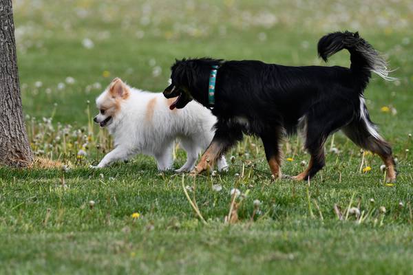 Will County forest preserve dog park permits now on sale 
