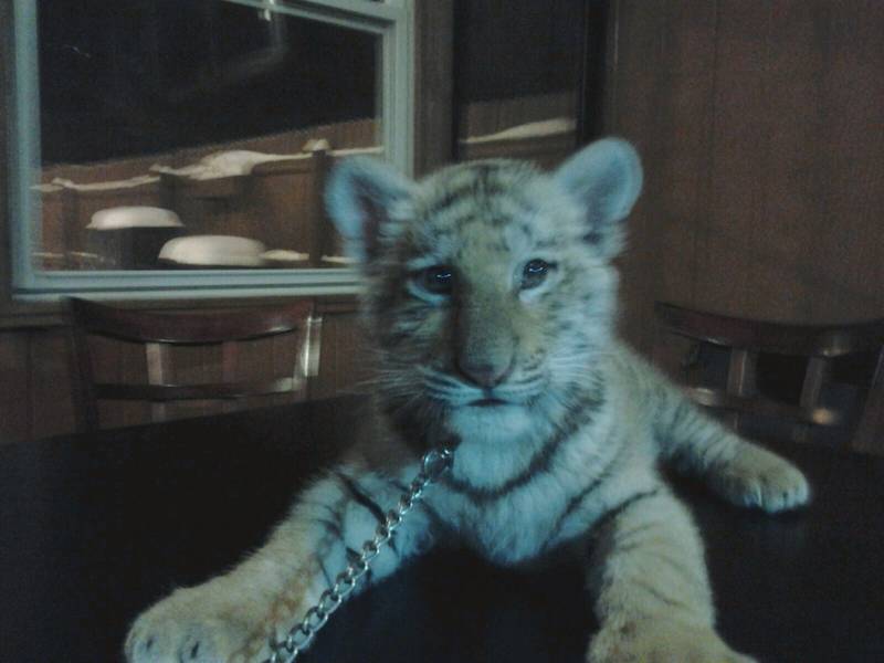 John Basile operates the Big Run Wolf Ranch, a nonprofit, federally licensed ranch for large North American animals like bears and wolves. Police said he has brought this Siberian Tiger to several bars recently.