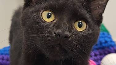 Kitten seeks family to play, cuddle with