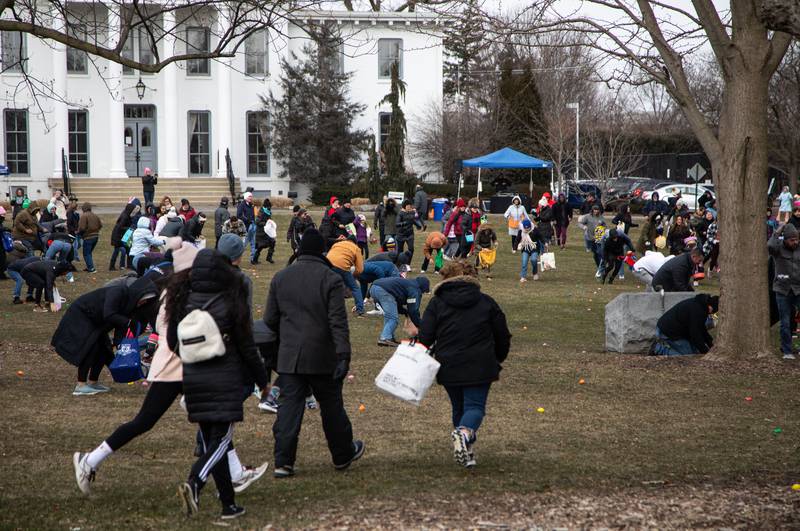 Easter egg hunters rush to grab eggs during the Elmhurst Park District's Adult Easter Egg Hunt at Wilder Park on Saturday, March 18, 2023.