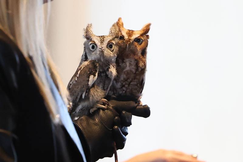 Blinky and Ted, rescued Eastern Screech Owls, make an appearance at the Four Rivers Environmental Education Center’s annual Eagle Watch program in Channahon.