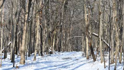 5 Things to Do in Will County: Take a First Day Hike, Led Zeppelin tribute concert and more