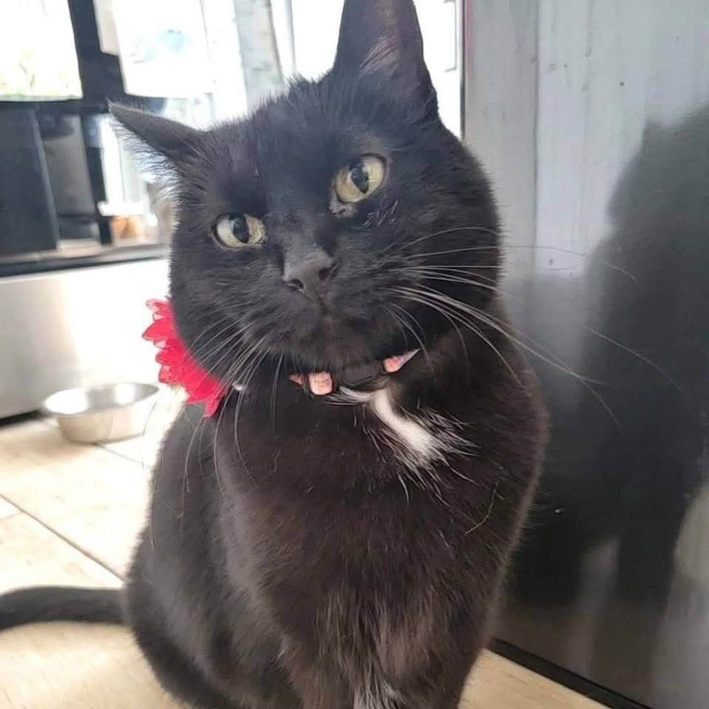 Bella is sweet, easy-going and calm. She loves rubbing her face against the faces of those she loves and receiving endless pets. She loves to lounge and watch the world from the window. She’s the perfect companion for cozy bedtime cuddles. Bella may need a little patience to feel comfortable and would do best as the one and only pet in the home. To meet Bella, visit ForgetMeNotRescue.com/adoptables.