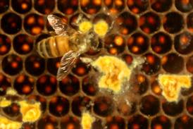 New Huntley beekeeping regulations, lower costs for hobbyists could be coming