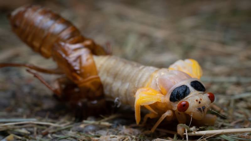 In preparation for the performance of its life, a periodical cicada emerges from its nymphal exoskeleton. The dark spots behind the eyes are clusters of pigment that will spread across the body as the insect ages.
