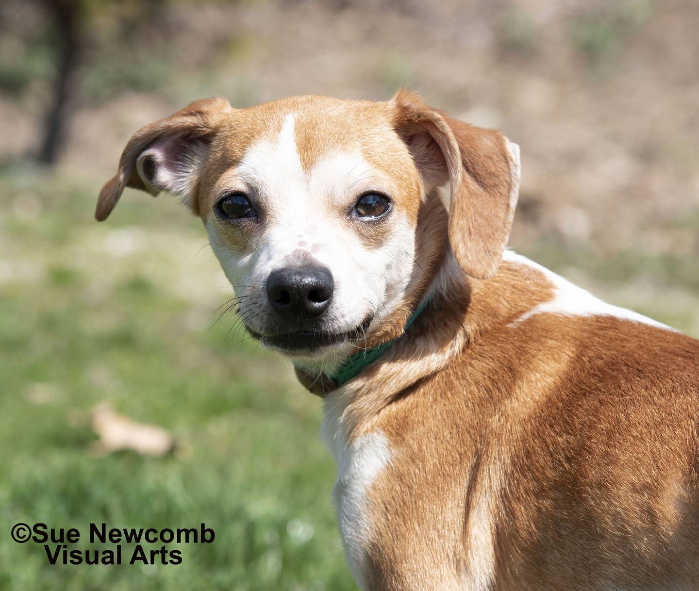 Zuma is a female Chihuahua mix who came to the humane society skinny and fearful. Now that she is gaining weight and confidence, she loves being around other dogs. She also likes getting treats and gentle pets. Zuma needs an owner with a fence-in yard and lots of patience and love. Contact the Will County Humane Society at willcountyhumane.com and follow the instructions for the adoption process.