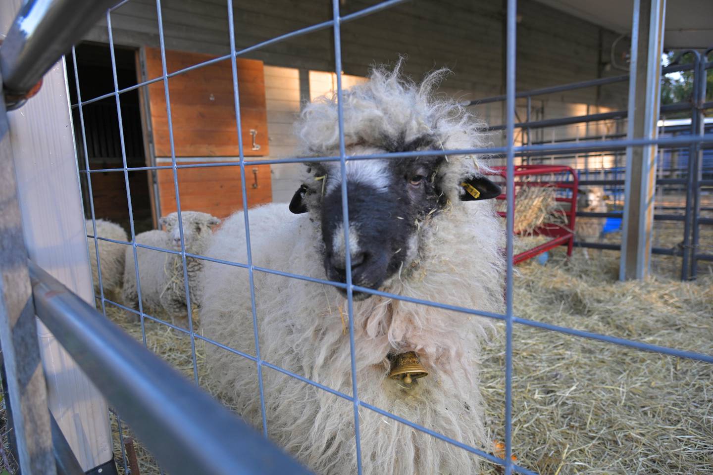Chris Yamamoto owns a pick-your-own flower farm in Barrington Hills and wants the village to change zoning laws to allow him to continue to operate. He has many sheep, ducks and geese.
