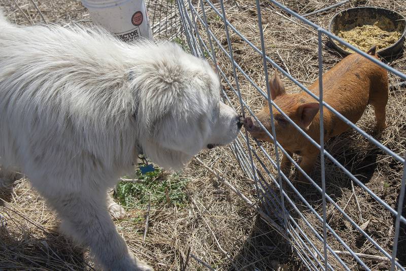 A couple of old friends go nose to nose on April 21.