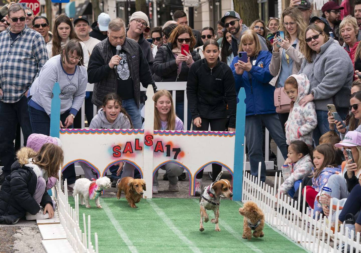 Dogs are released from the starting gates during the 11th annual Chihuahua Race Sunday, May 4, 2025, at Salsa 17 Mexican Grill in downtown Arlington Heights.