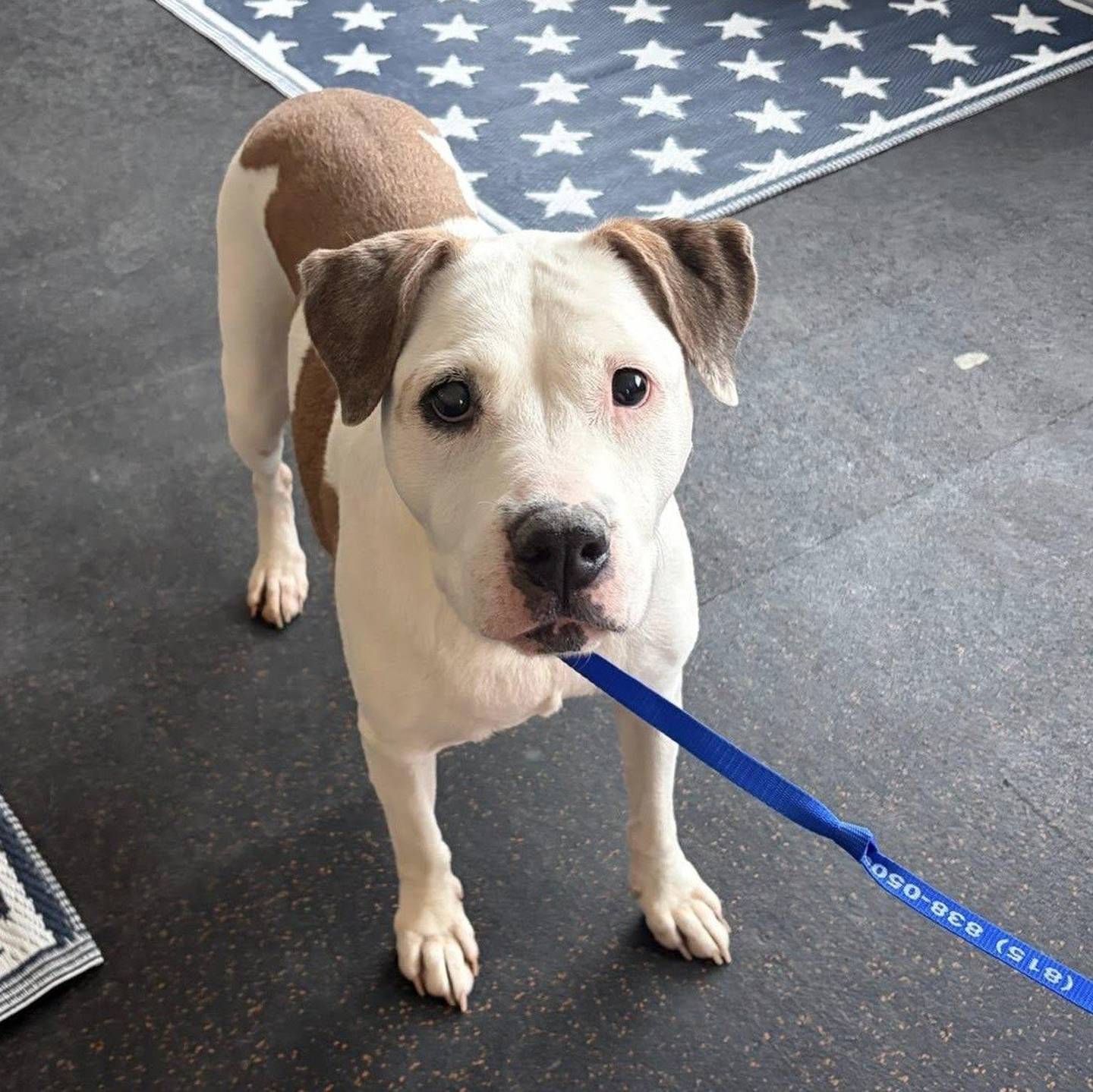 Nyla is a senior dog who loves walks and exploring the world with a happy tail and an easygoing stride. When the day winds down, she also loves cozy couch, relaxation and plenty of cuddles. Nyla is the perfect mix of active companion and laid-back best friend. To meet Nyla, email All Pets Wellness Centers at allpetswcinfo@gmail.com.