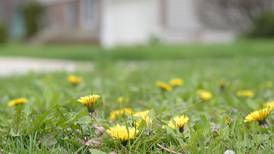 Got weeds? Five eco-friendly tips to help you in the battle against garden foes