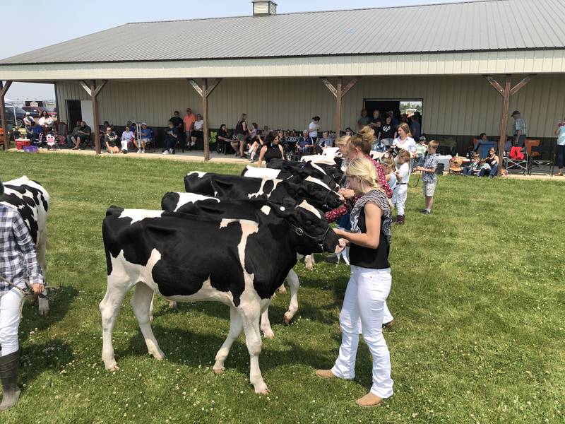 Competitors line up on Sunday, June 4, 2023, for the Junior Dairy Cattle Show held during Harvard's Milk Days festival. A total of 14 different classes of competitors showed five different dairy cows during the annual event.