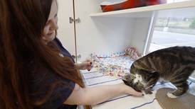 Someone To Be Thankful For: Elmhurst volunteer is not your typical cat lady