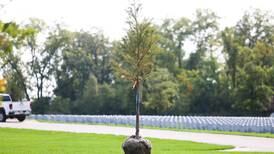 Down the Garden Path: Planting trees in fall