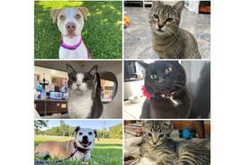Will County Pets of the Week: Oct. 20, 2025