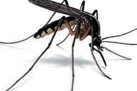 Mosquitoes test positive for West Nile virus in Lake County