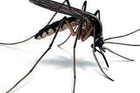 Lake in the Hills mosquitoes test positive for West Nile virus, first batch of 2025
