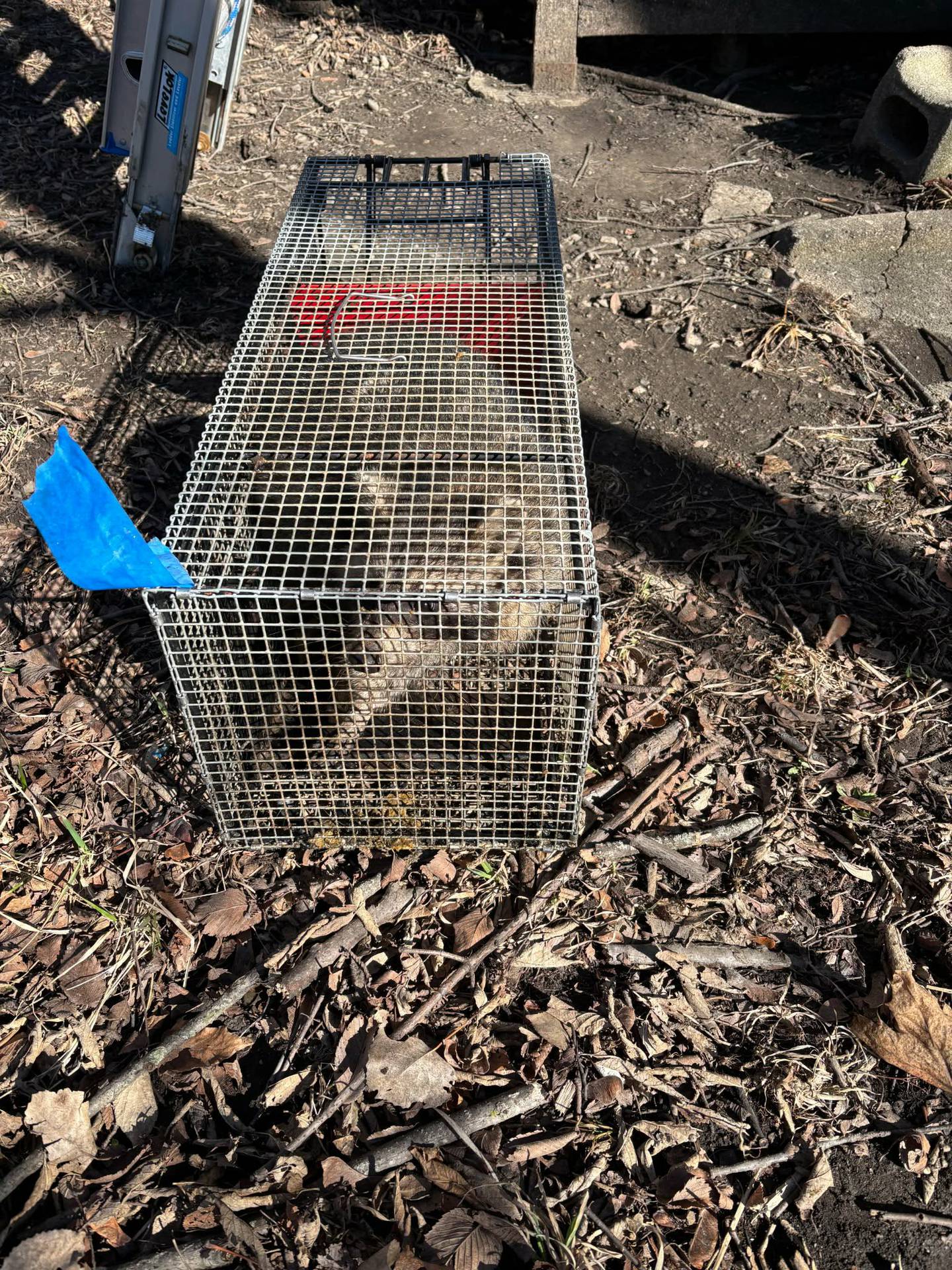 D&K Pest Control and Wildlife Removal in Naperville performed humane wildlife removal at Carleen Cook's Joliet home free of charge as part of the company's decision to occasionally help people unable to pay. D&K Pest Control and Wildlife Removal also patched several points of entry to prevent more wildlife from entering Cook's home. The company came out to Cook's home seven times between Feb. 27 to March 15, 2026.