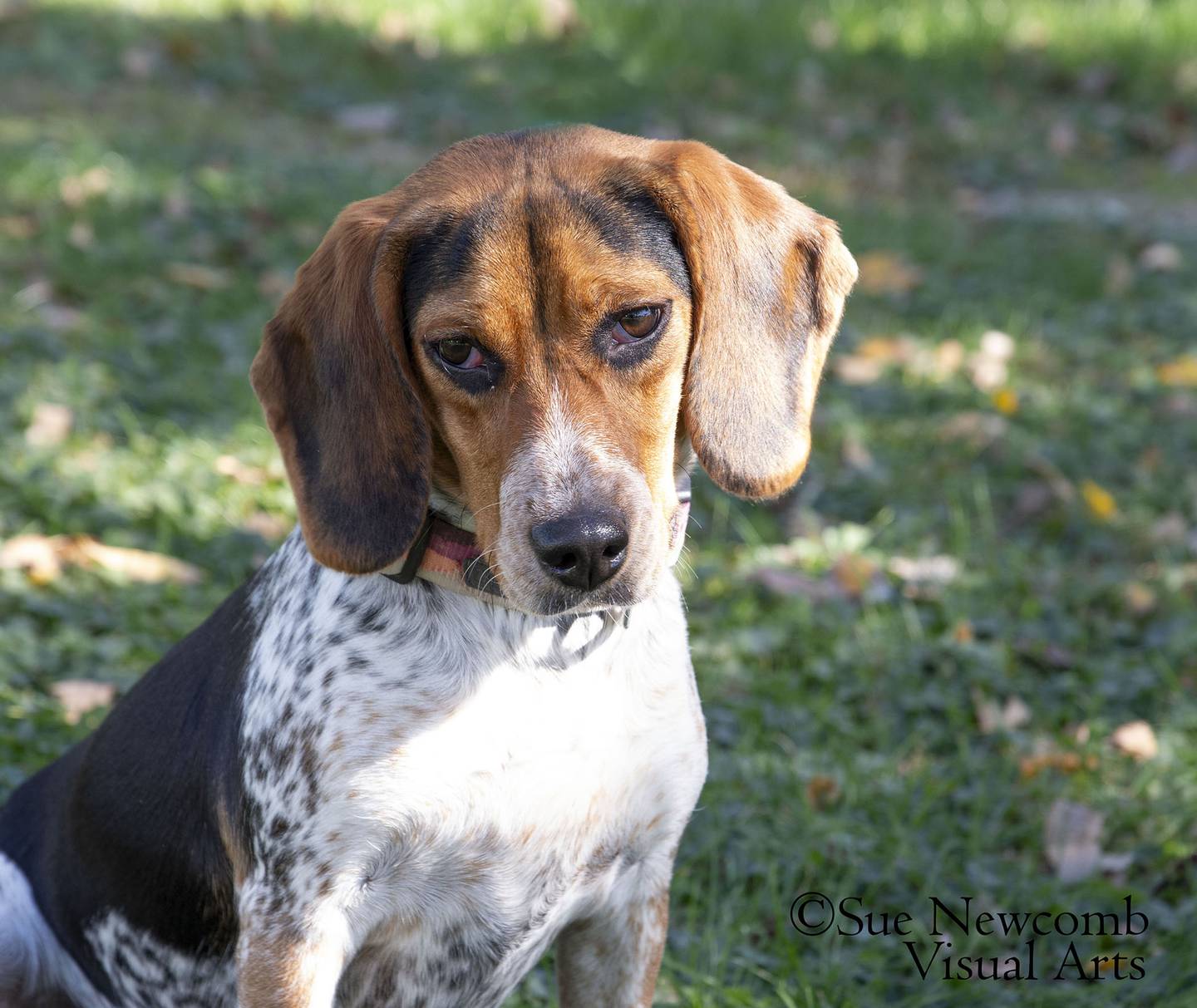 Emma is a sweet beagle mix puppy who came to the shelter from local animal control. She enjoys being with people and playing with toys. Emma needs a family willing to work with her on manners and leash training. Contact the Will County Humane Society at willcountyhumane.com and follow the instructions for the adoption process.