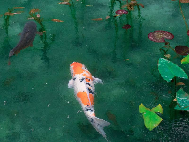 fish in pond