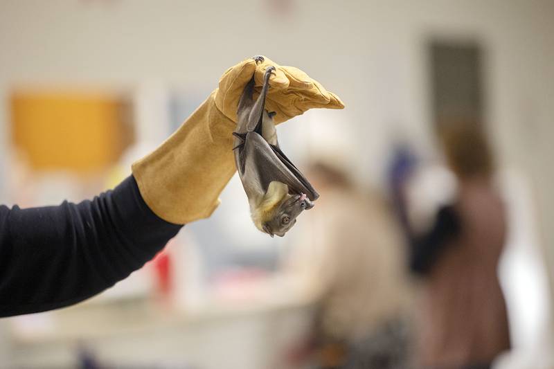 Sharon Peterson displays Zulu, an Egyptian Fruit Bat, on Saturday, Feb. 7, 2026, in Rock Falls for the annual Flock to the Rock event. Peterson brought in a wide array of animals, from a bunny to a bearded dragon.