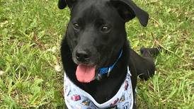 Playful puppy ready to bring fun into forever family’s life
