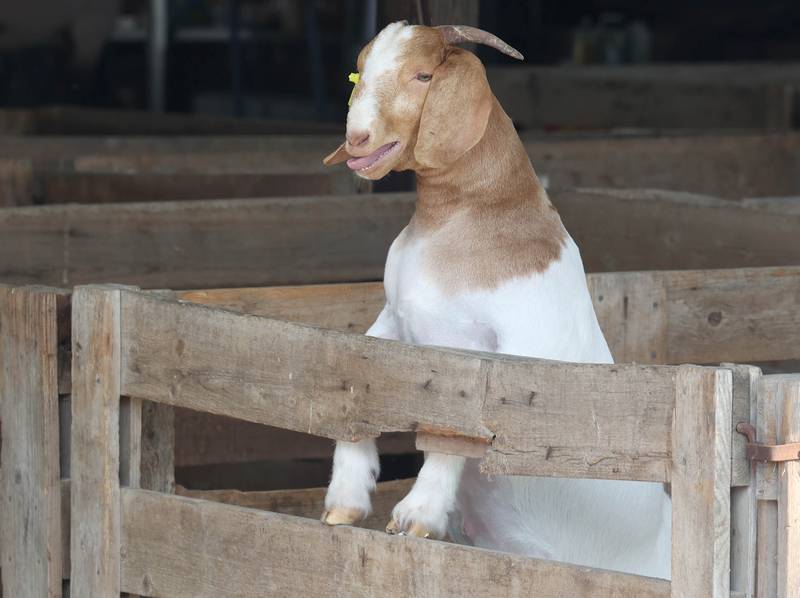 A goat makes some noise Friday, Aug. 1, 2025, during the DeKalb County 4-H Livestock Fair at the Sandwich Fairgrounds.